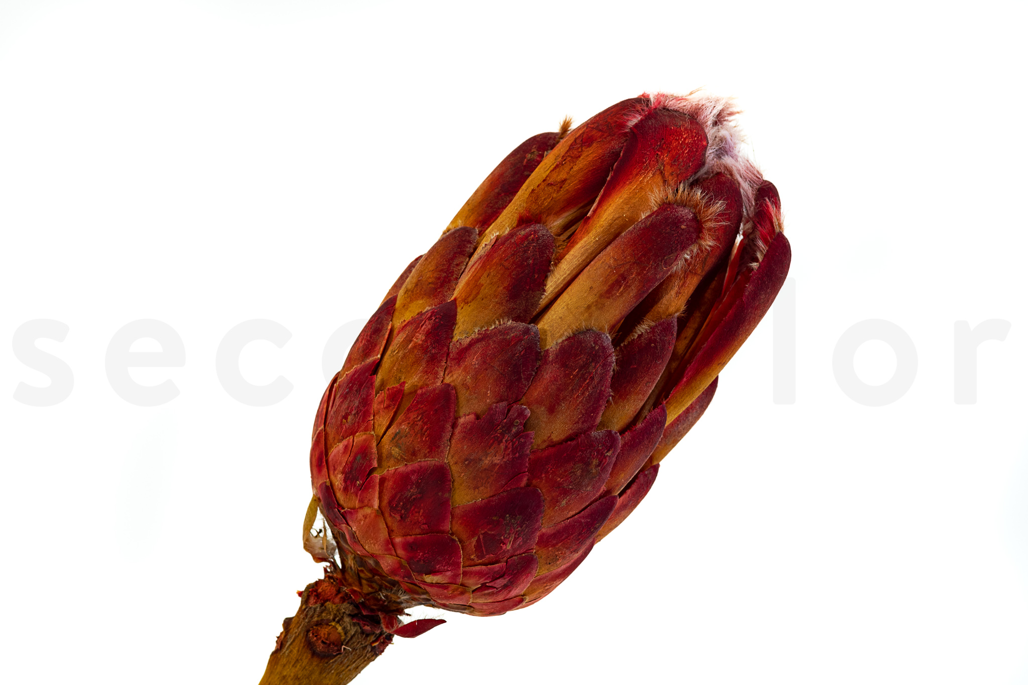 red protea grandiceps